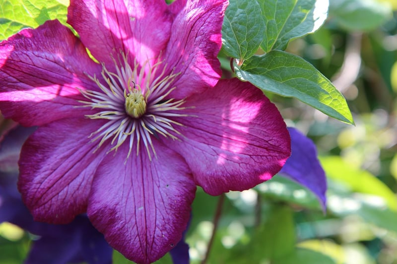 Flowering Vines